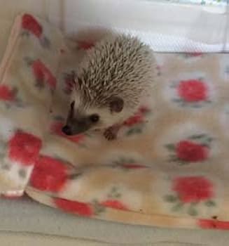 ハリネズミ寝袋❤︎H Amazon.co.jp: Hedgehog Sleeping Bag [Half Size] * Various of